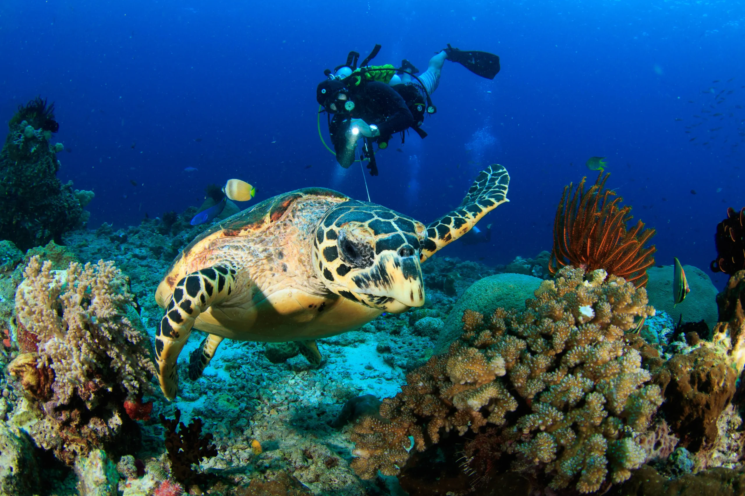 Surga Bawah Laut Indonesia: Menjelajahi Spot Snorkeling Terbaik yang Memukau