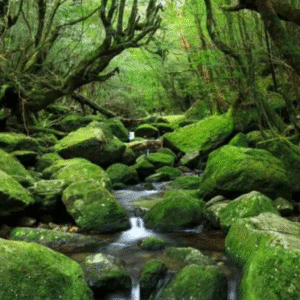 wisata Pulau Yakushima Kagoshima
