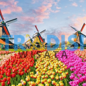 wisata taman bunga keukenhof amsterdam